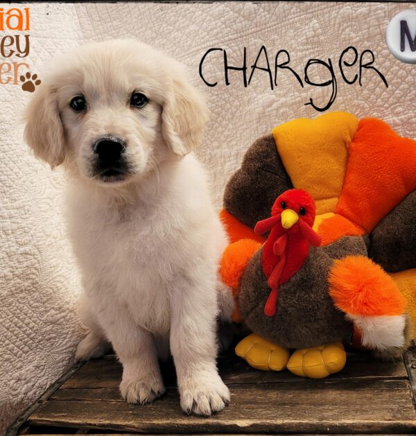 Charger - Male