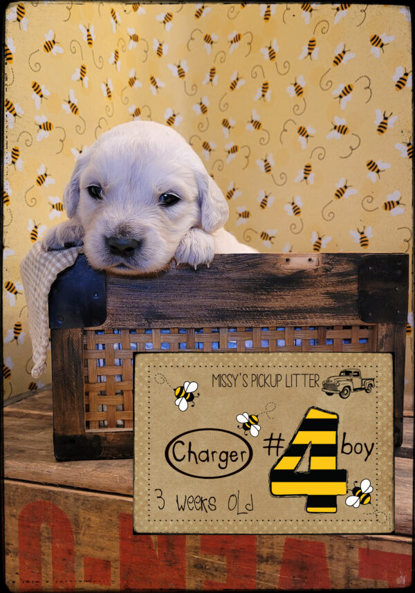 Charger - Male - Image 2