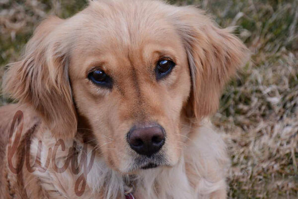 Lucy - Image 2