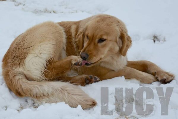 Lucy